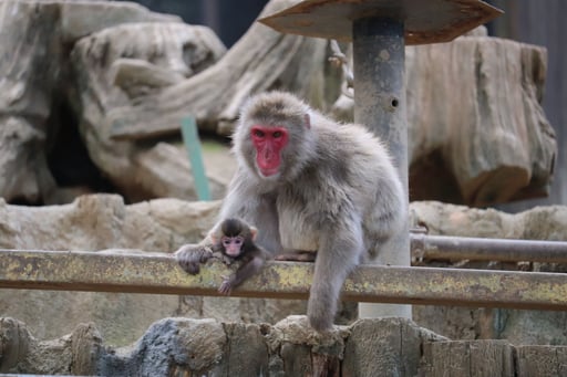 東京 高尾山さる園・野草園入園Eチケット