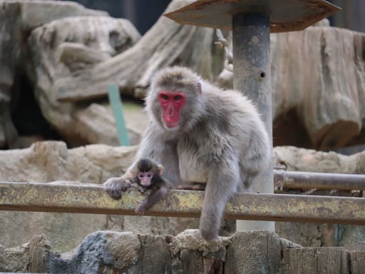 東京 高尾山さる園・野草園入園Eチケット