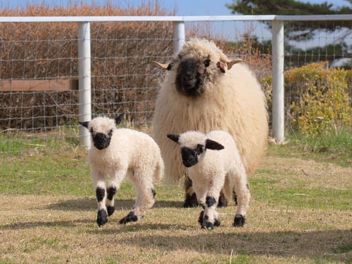 栃木 那須どうぶつ王国 Eチケット 予約 <現地販売価格より100円割引き>