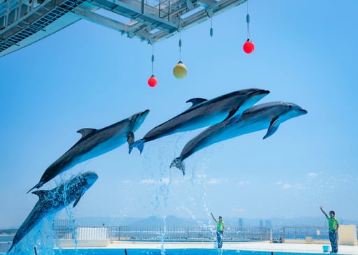 福岡 マリンワールド海の中道 水族館 Eチケット 事前予約