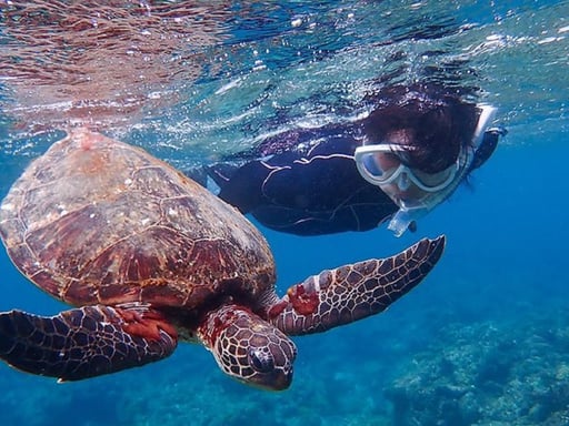 【屋久島・シュノーケリング】シュノーケリングツアー<憧れのウミガメに会いに行こう>