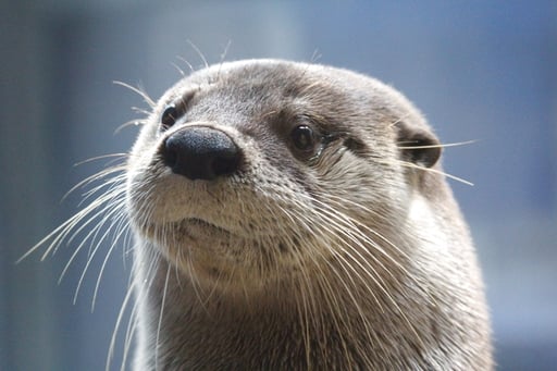 アクアワールド茨城県大洗水族館 入場Eチケット