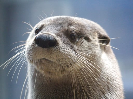 茨城 アクアワールド茨城県大洗水族館 入場Eチケット 予約