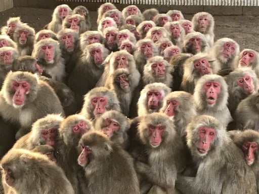 香川 小豆島銚子渓 自然動物園 お猿の国 入場Eチケット