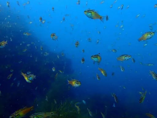 長崎 壱岐 体験ダイビング 半日コース<午前・午後/ランチ付>