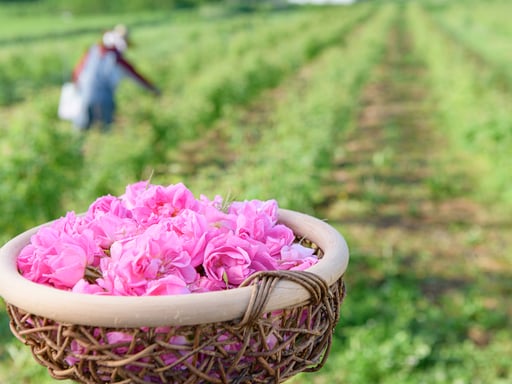 山形県村山市 バラの摘み取り&蒸留見学&クラフト体験 予約<癒しの香り>