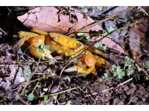 【奄美大島】奄美１人旅・カップル旅にオススメ！奄美の夜を満喫☆島人が案内するナイトツアー！