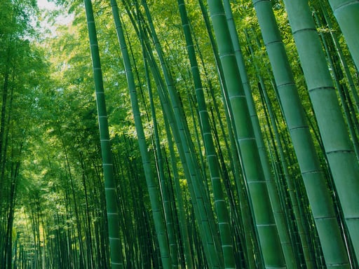 宇都宮 若竹の杜 若山農場 前売りチケット