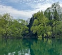 白川湖の水没林のイメージ画像