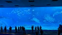 美ら海水族館のイメージ画像