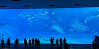 美ら海水族館