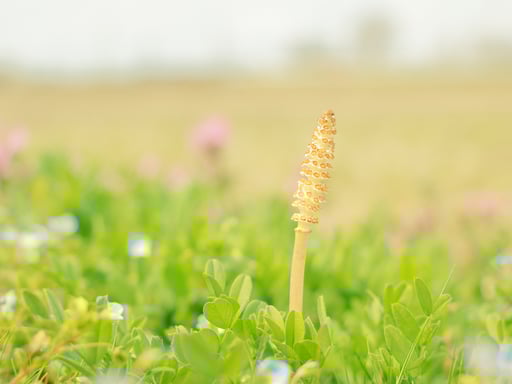 三重 おやつタウン 入園Eチケット